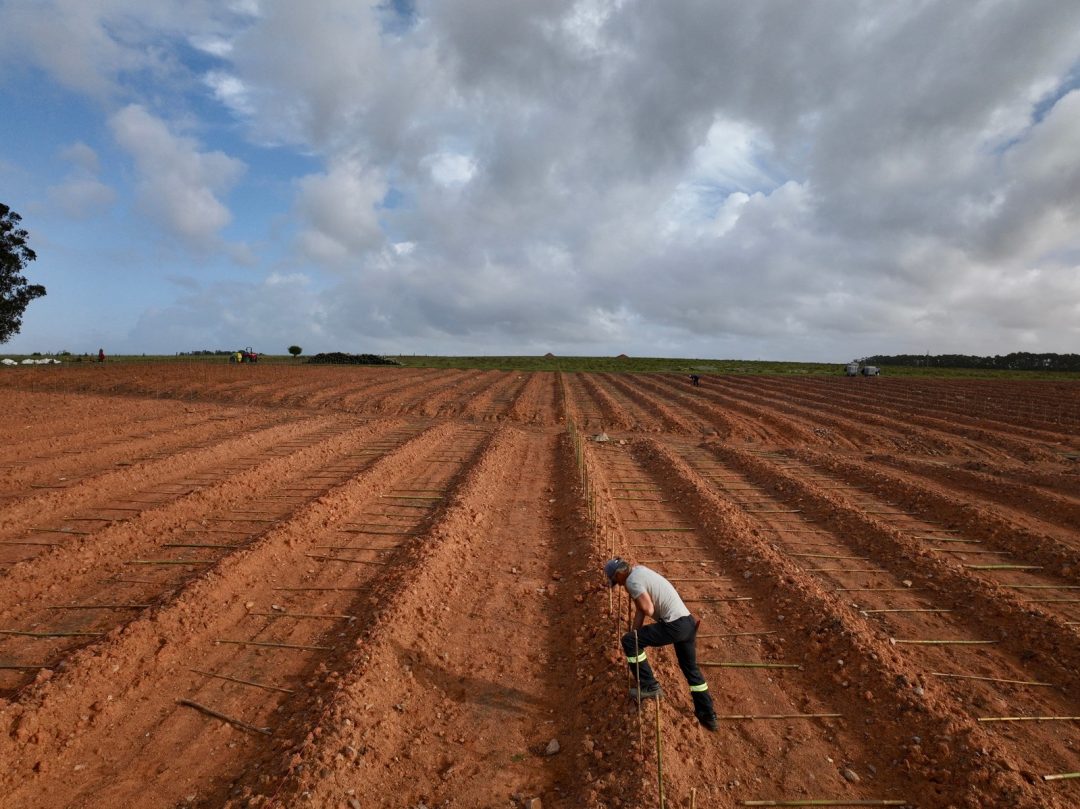 Laboreo del suelo previo a la plantación de un nuevo viñedo