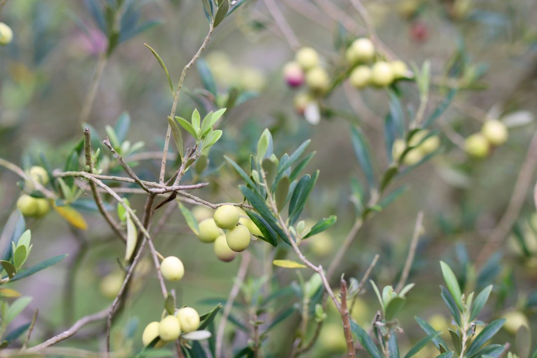 Rama de olivo cargada de aceitunas verdes en un olivar del Este de Uruguay