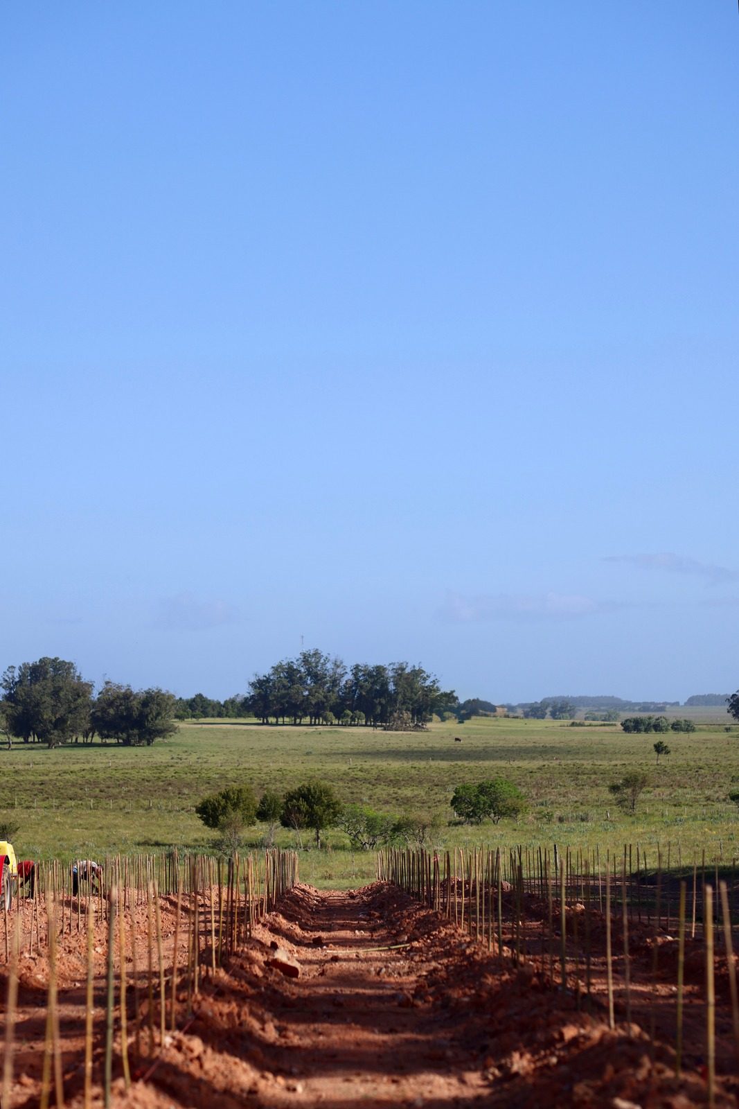 Campo marcado con estacas y camellones listo para plantar